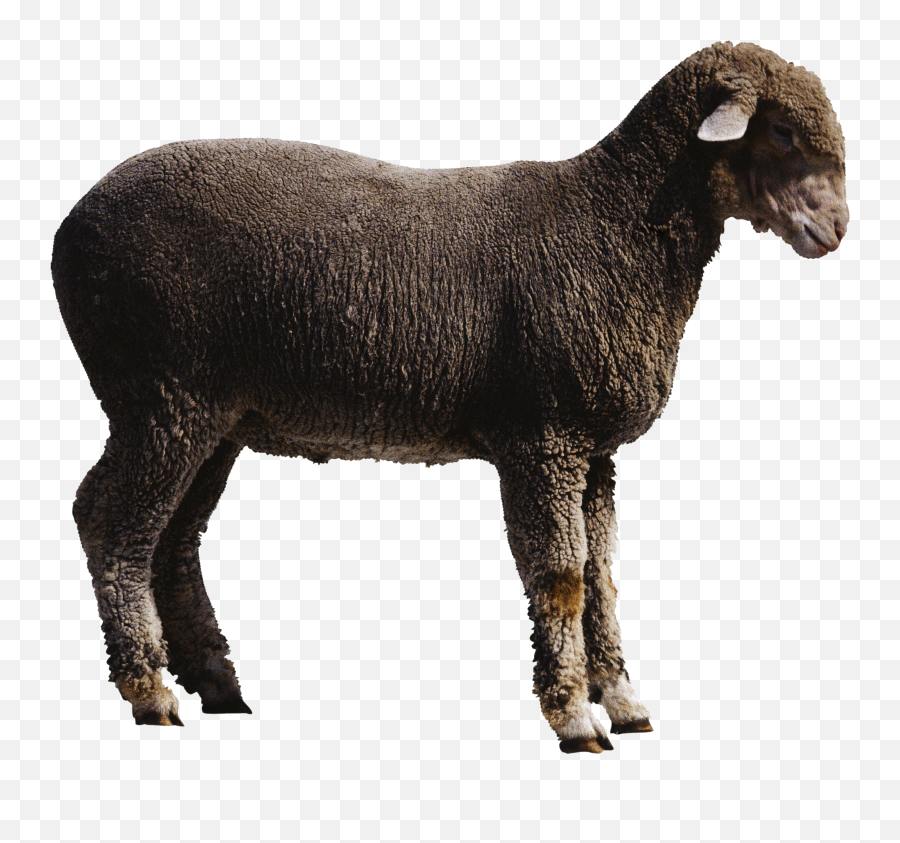 Sheep Png Image Free Download - Domba Png,Sheep Png