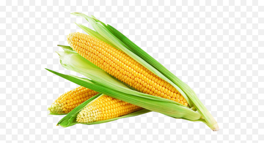 Corn Png Free Download 25 - Corn Png,Corn Png