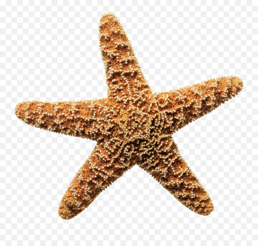 Sea Star Png Download Image - Sea Star Starfish Png,Real Star Png