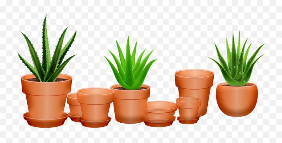 Aloe Vera Cactus Succulent - Free Image On Pixabay Einladung Aloe Vera Png,Aloe Png