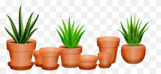 Aloe Vera Cactus Succulent - Free Image On Pixabay Einladung Aloe Vera Png,Aloe Png