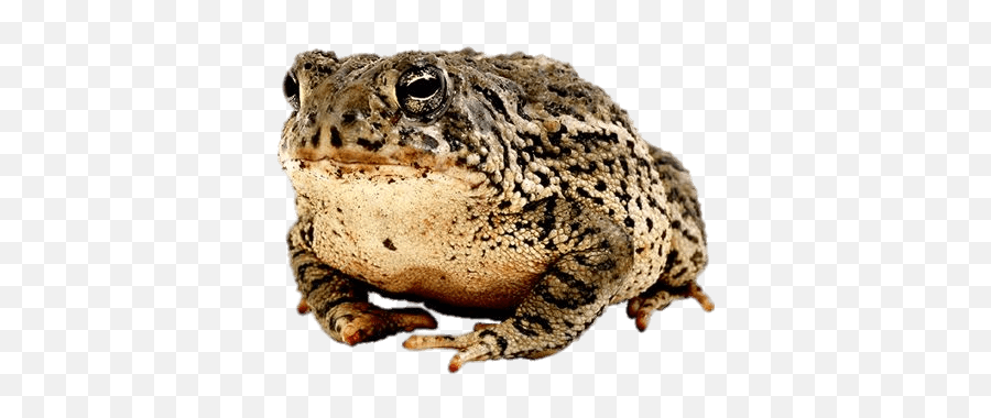 Toad Transparent Png - Harry Potter Frog Pet,Toad Png
