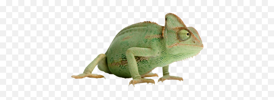 Chameleon - Kameleon Png,Chameleon Png