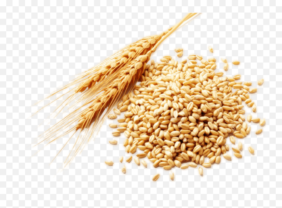 Plant Crops Produce Wheat Grain Sticker - Grain Wheat Transparent Png,Crops Png