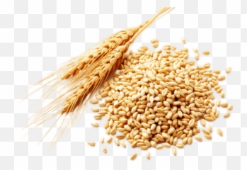 Plant Crops Produce Wheat Grain Sticker - Grain Wheat Transparent Png,Crops Png