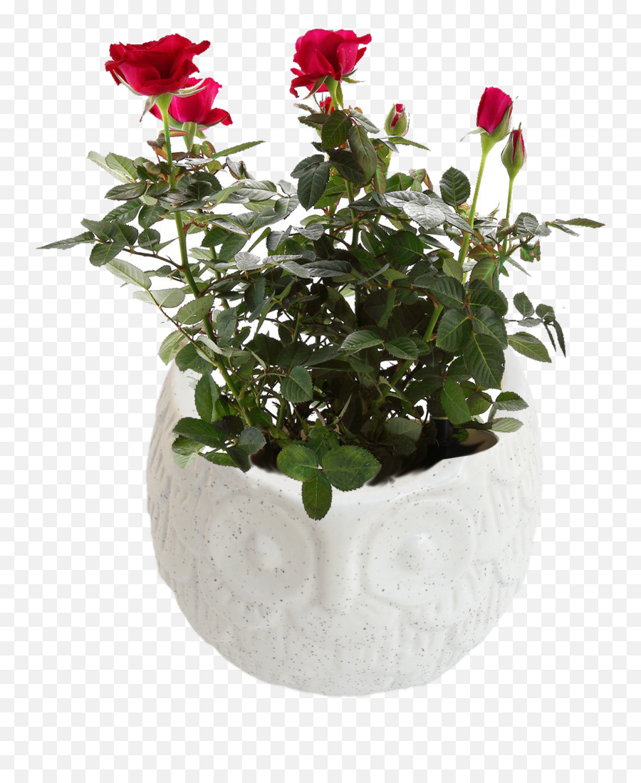 Etroves 6 Inch Handmade Owl Succulent Pot Ceramic Planter - Self Watering Pot Plastic Png,Indoor Plant Png