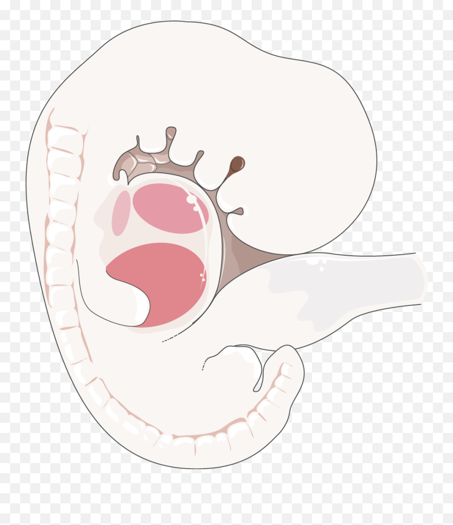 Embryo - Embryology Png Free,Embryo Png