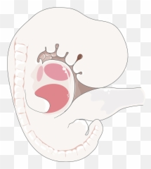 Embryo - Embryology Png Free,Embryo Png