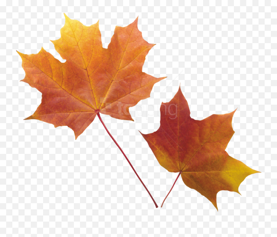 Autumn Leaf Png Images Transparent - Real Autumn Leaves Transparent Background,Leaf Transparent Background