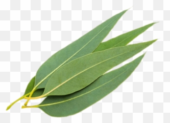 Eucalyptus Leaves Transparent Png - Stickpng Eucalyptus Leaves,Leaf With Transparent Background