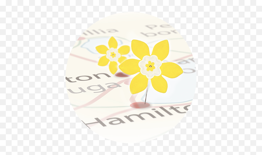 Daffodil Month - Canadian Cancer Society Dot Png,Daffodil Png
