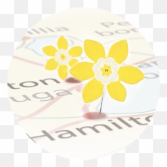 Daffodil Month - Canadian Cancer Society Dot Png,Daffodil Png