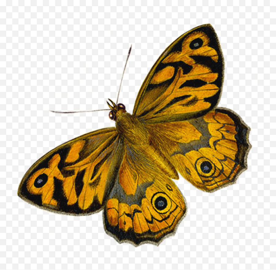 What Are The Differences Between Butterflies And Moths - Butterfly Moth Png,Butterflies Transparent