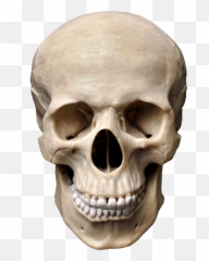 Download Skull Png Image For Free - Skull Hd Png,Wolf Skull Png