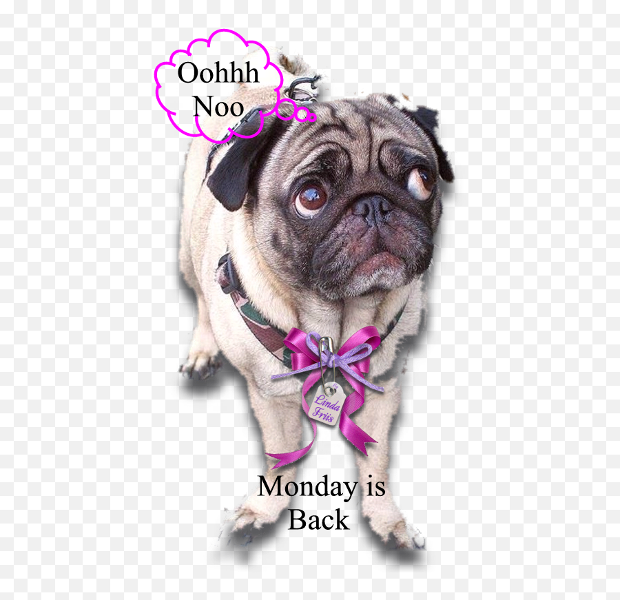 Download Hd Pug Dogs Pugs - Everything About You Is So Png,Pug Transparent