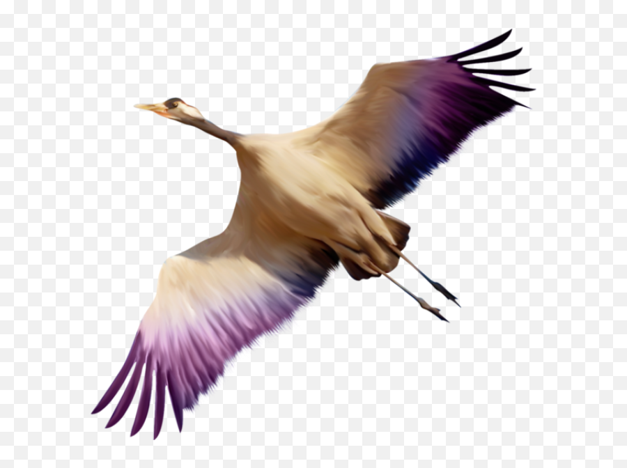 Flying Bird Png 8 - Png 4229 Free Png Images Starpng Png,Flying Bird Png