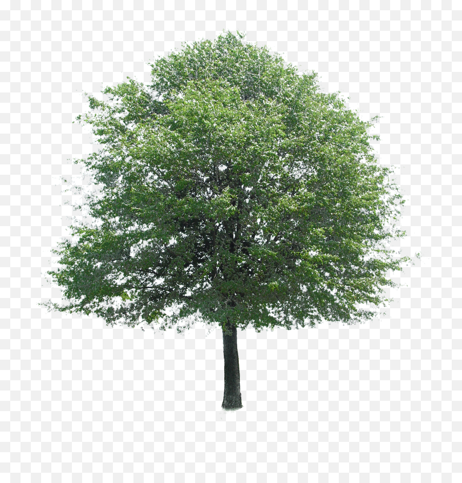 Elevation Transparent Png Clipart - Transparent Trees For Photoshop
