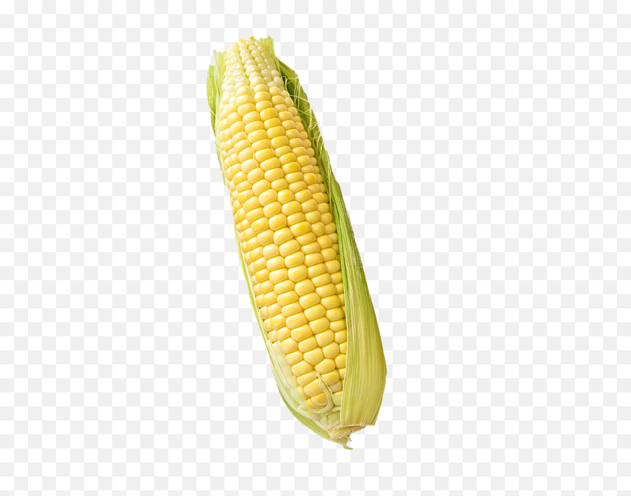 Corn Maize Isolated - Maize White Background Png,Corn Transparent Background