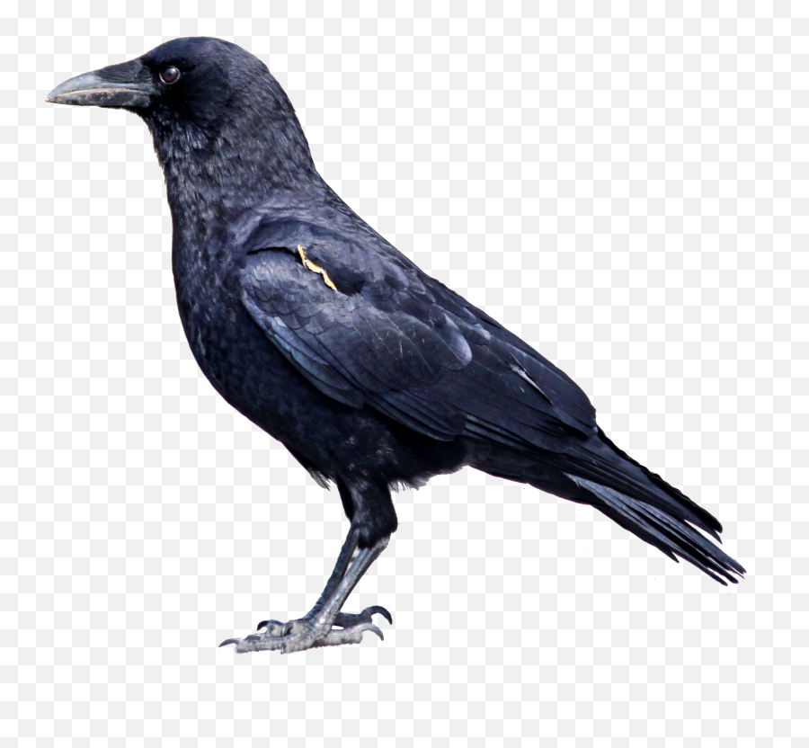 Raven Bird Png Photos - Animals That Eat Both Plants And Animals,Black Bird Png