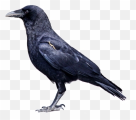 Raven Bird Png Photos - Animals That Eat Both Plants And Animals,Black Bird Png