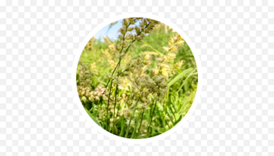 Grass Pollen Allergy Symptoms Insider - Hay Fever Png,Pollen Png