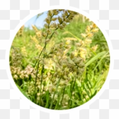 Grass Pollen Allergy Symptoms Insider - Hay Fever Png,Pollen Png