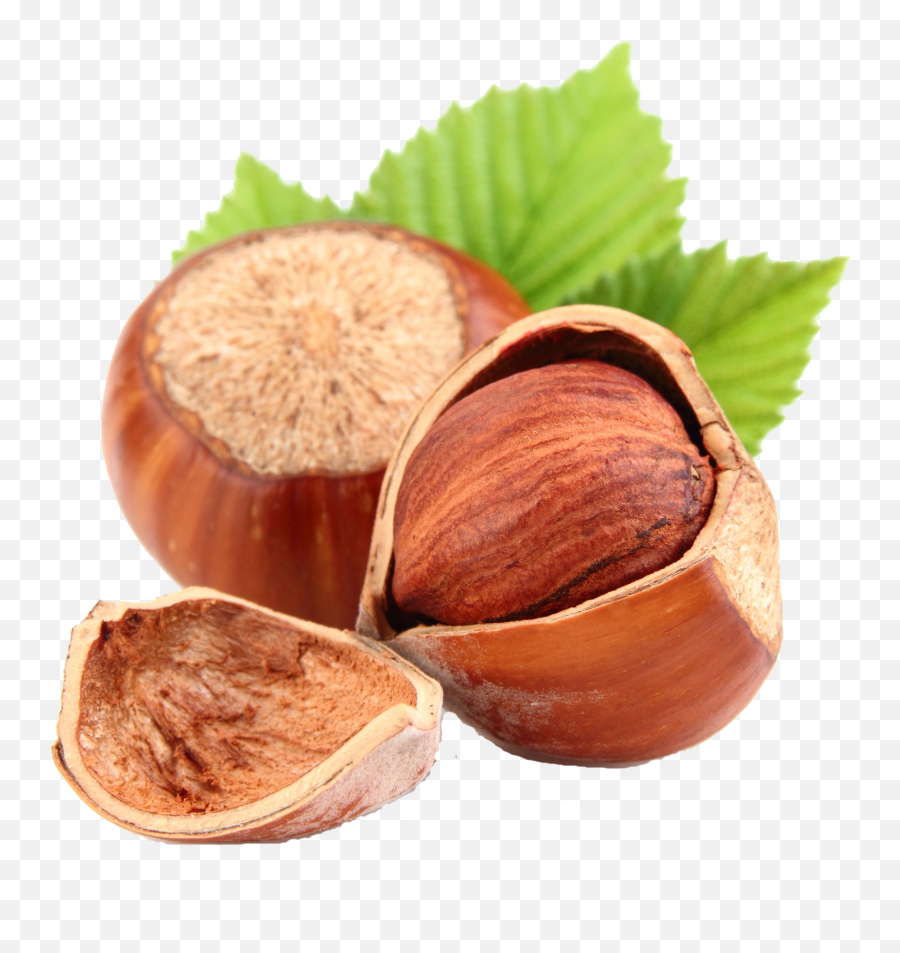 Nut Clipart Hazelnut Transparent Free For Png Walnut
