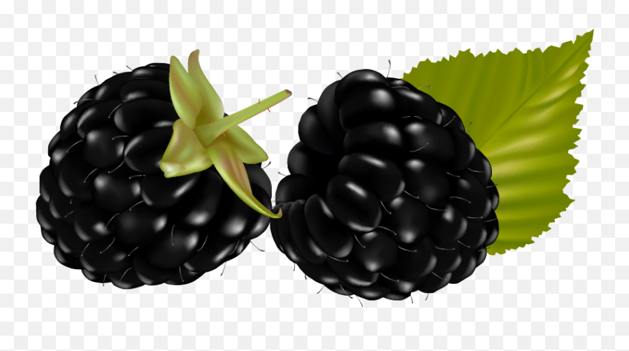 Free Png Blackberry