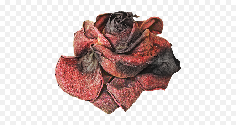 Dead Flowers Png 4 Image - Withered Rose Png,Dead Flowers Png