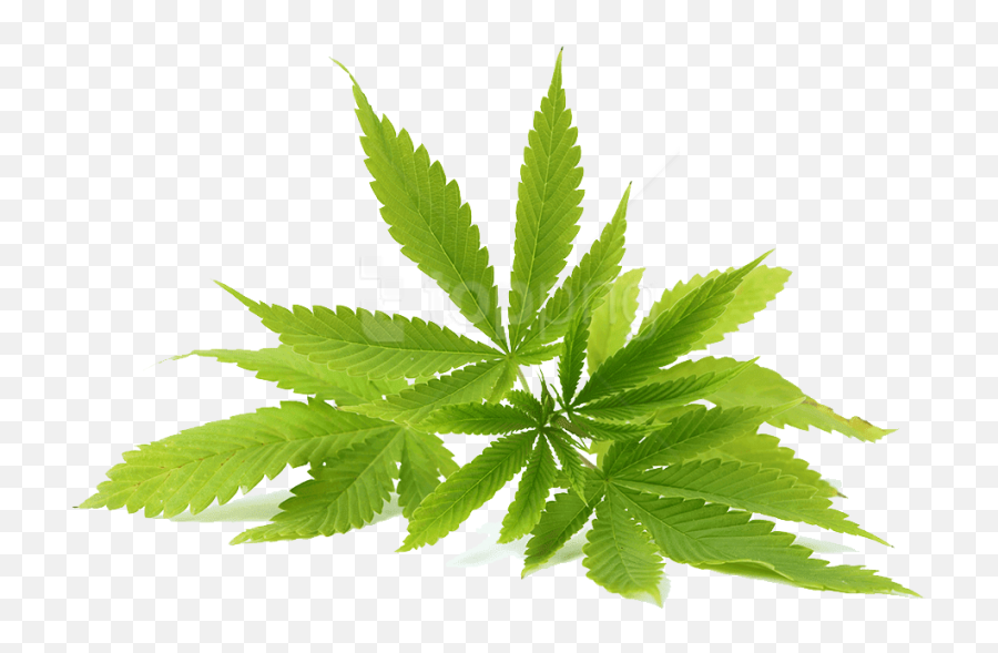 Real Weed Leaf Png - Neem Oil Neem Leaf Png,Cannabis Leaf Png