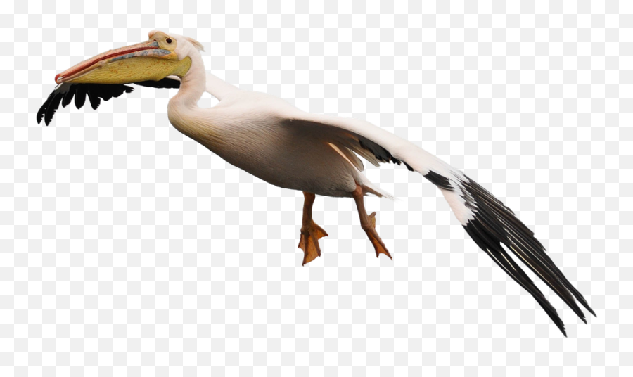 Pelican Png