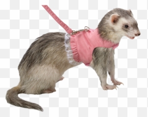 Fashion Transparent Ferrets Shickens - Ferret Transparent Png,Ferret Png