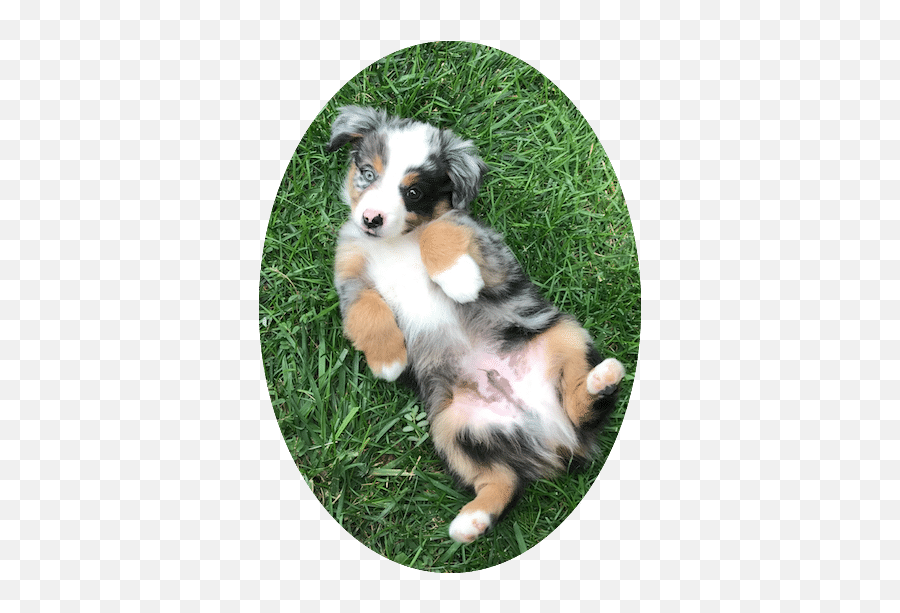 Pet Grooming Salon - Dog Grooming Service Shop In Fort Miniature Australian Shepherd Png,Gabe The Dog Png
