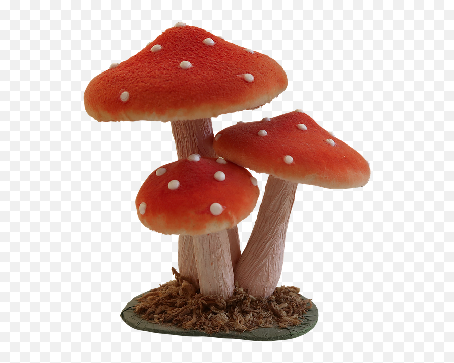 Mushroom Fly Agaric Forest - Fly Agaric Mushroom Png,Toadstool Png