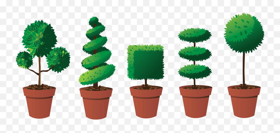 Evergreen Trees Png - How To Trim A Topiary Tree Into A Landscaping Topiary,Evergreen Trees Png