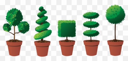 Evergreen Trees Png - How To Trim A Topiary Tree Into Landscaping