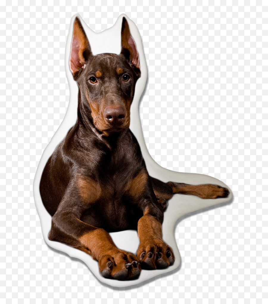 Download Doberman Pinscher Dog Pillow - Black And Ginger Dog Brown And Ginger Dog Png,Doberman Png