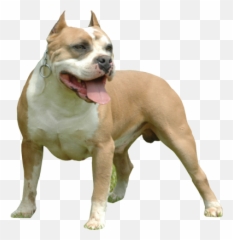 Pitbull - Pitbull Dog Png Hd,Pitbull Png