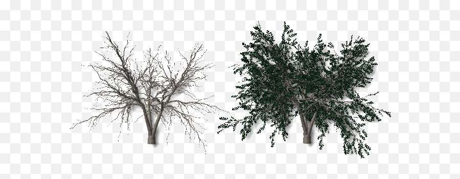 Plants - Arboles Sin Hojas Png,Arboles Png