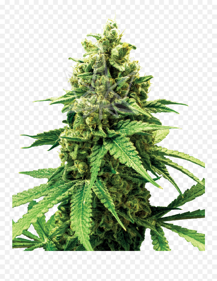 Bruce Banner Feminized Seeds - Hemp Vs Marijuanas Plant Png,Bruce Banner Png