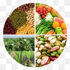 Textbook Of Field Crops - Legume Png,Crops Png