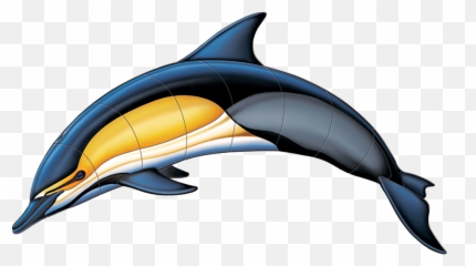 Dolphinpng - Porc Cd50 Common Dolphin A Copy Common Fish,Dolphins Png