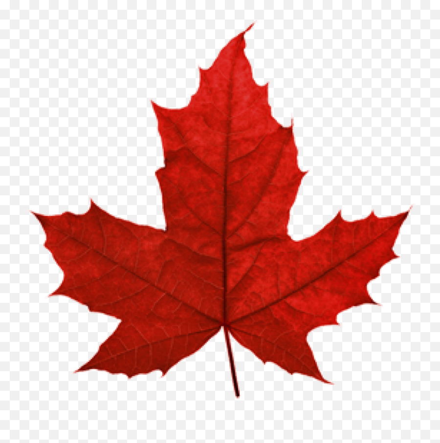 Canadian Maple Leaf Transparent - Canada Red Maple Leaf Png,Leaf Transparent Background