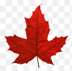 Canadian Maple Leaf Transparent - Canada Red png