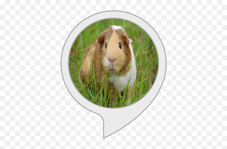 Alexa Skills - Guinea Pig Png,Guinea Pig Png