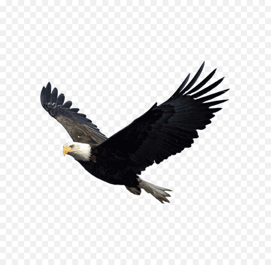 Eagle Png Image Free Download - Flying Eagle Transparent Background,Prey Png