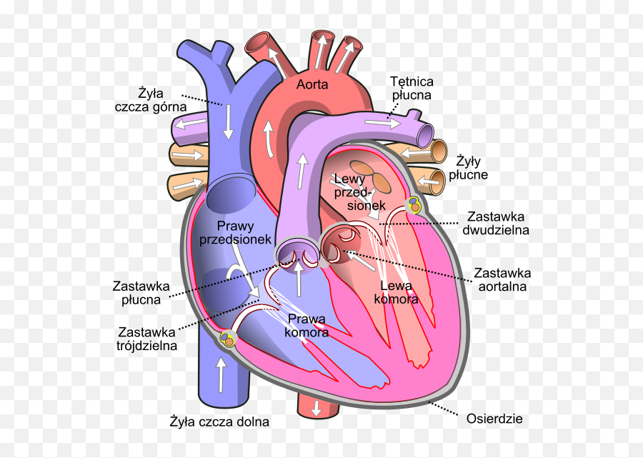 Diagram Of The Human Heart Pl - Diagram Of The Human Heart Png,Anatomical Heart Png