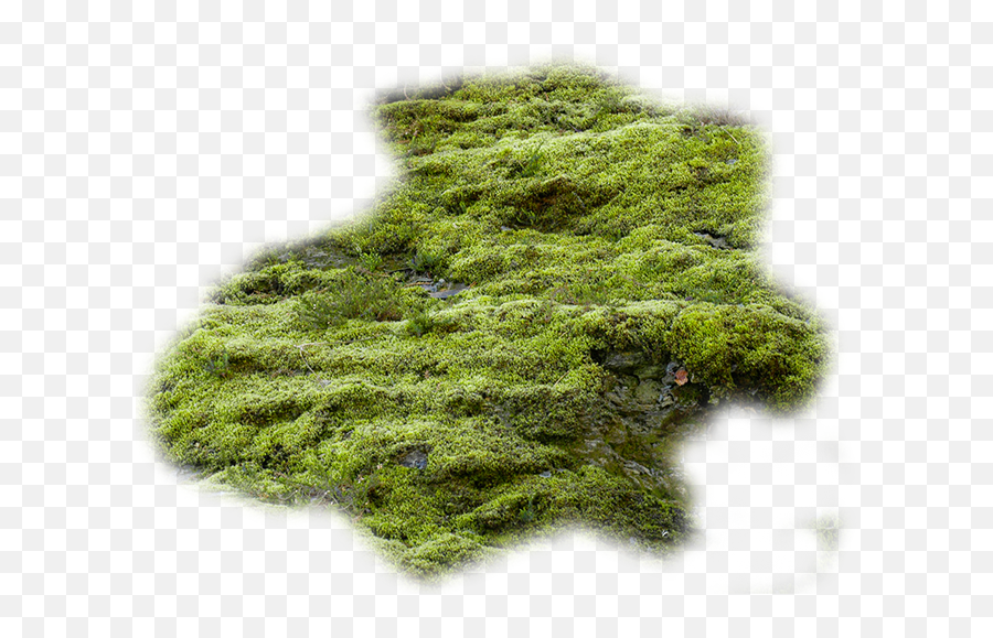 Moss Vector Algae Picture - Transparent Moss Png,Algae Png