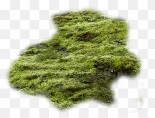 Moss Vector Algae Picture - Transparent Moss Png,Algae Png