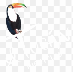 El Tucan Miami - El Tucan Miami Png,Tucan Png